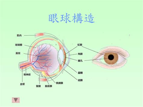 簡單:owaf-n2w3qq= 眼睛|已說明的眼睛構造 